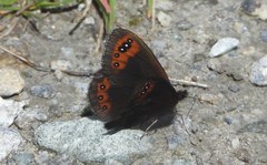 Erebia triarius
