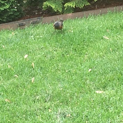 Turdus migratorius