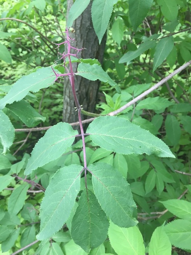 Sambucus racemosa