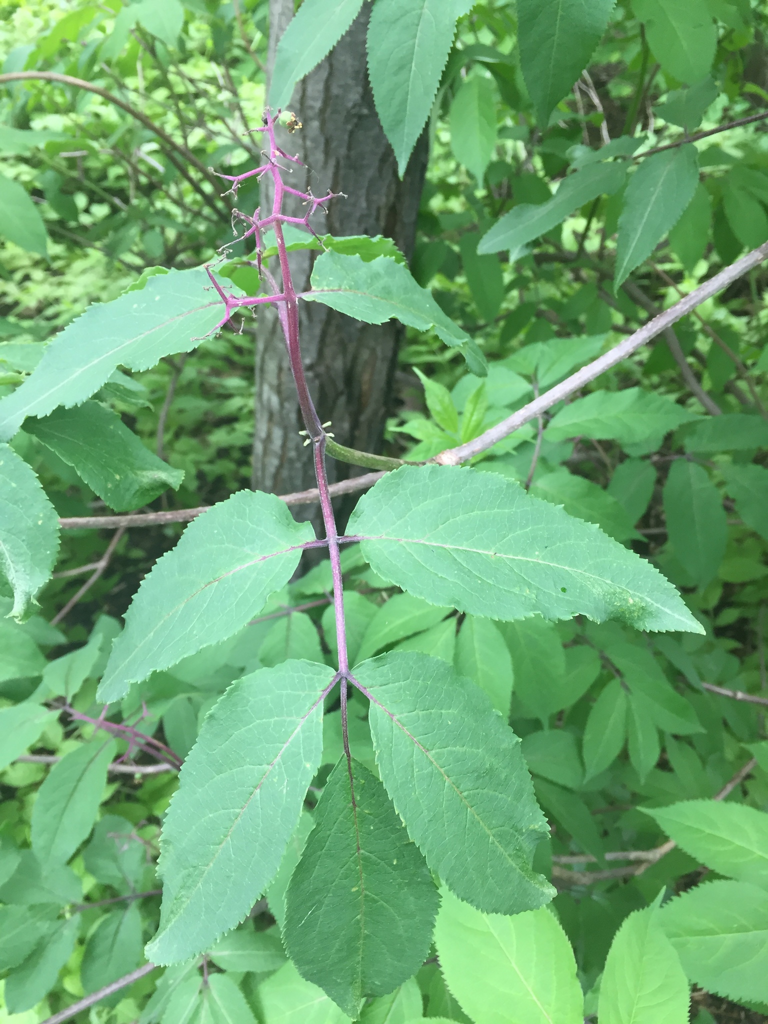 Roter Holunder (Sambucus racemosa): Herkunft und Verwendung — foto 2