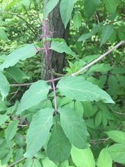 Roter Holunder (Sambucus racemosa): Herkunft und Verwendung — Foto 2