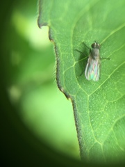 Diptera