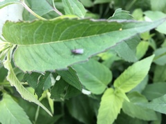 Diptera