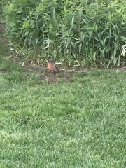 Turdus migratorius