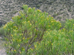 Dyscritothamnus filifolius