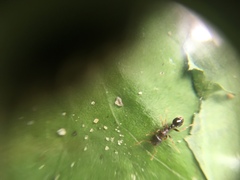 Formicidae