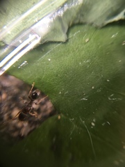 Formicidae