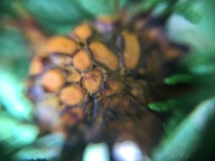 Gymnosporangium juniperi-virginianae