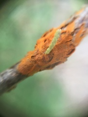 Gymnosporangium juniperi-virginianae