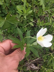 Anemonastrum canadense