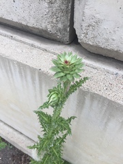Carduus nutans