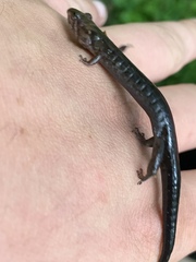 Desmognathus imitator