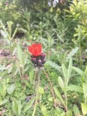 Pilosella aurantiaca