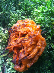 Gymnosporangium juniperi-virginianae