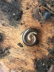 Diplopoda