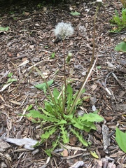 Taraxacum officinale