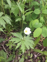 Anemonastrum canadense