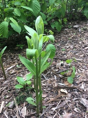 Asclepias syriaca