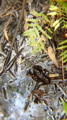 Euastacus