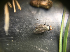 Diptera