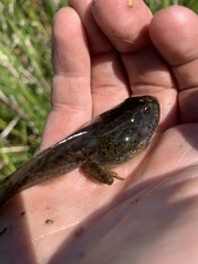 Lithobates pipiens