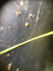 Collembola
