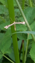 Platyptilia calodactyla
