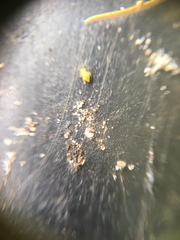 Collembola