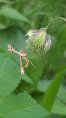 Platyptilia calodactyla