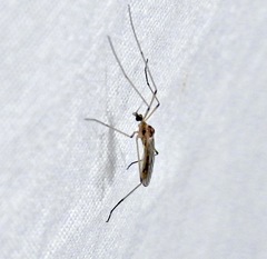 Teucholabis complexa