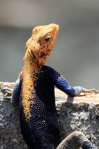 Finch’s agama