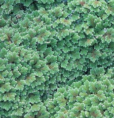Azolla filiculoides