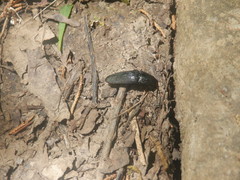 Chalcolepidius viridipilis