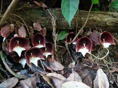 Aristolochia arborea