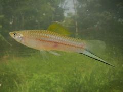 Xiphophorus hellerii