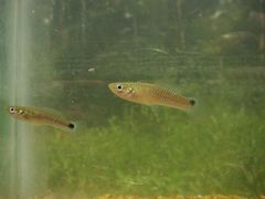 Pseudoxiphophorus bimaculatus