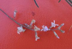 Astragalus silvisteppaceus