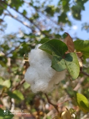 Gossypieae