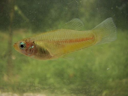 Slender mirror livebearer (Priapella compressa) — Poeciliidae