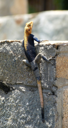 Finch’s agama