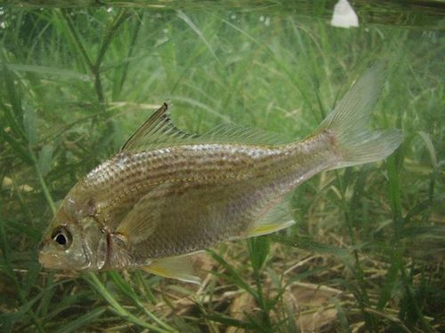 Lacandon mojarra (Eugerres mexicanus) — Gerreidae — 4