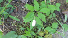 Anemonoides lancifolia