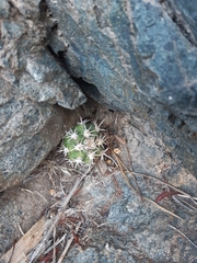Trichocereus