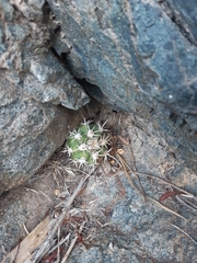 Trichocereus