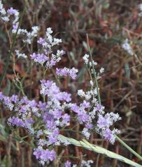 Limonium caspium