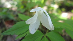 Anemonoides lancifolia