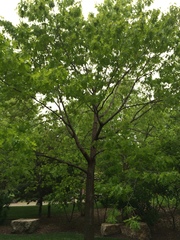 Quercus rubra