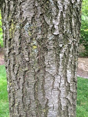 Quercus rubra