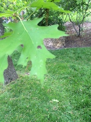 Quercus rubra