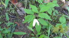 Anemonoides lancifolia